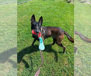 Mutt Dogs for adoption in Imlay City, MI, USA