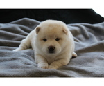 Small Photo #17 Shiba Inu Puppy For Sale in VIRGINIA BCH, VA, USA