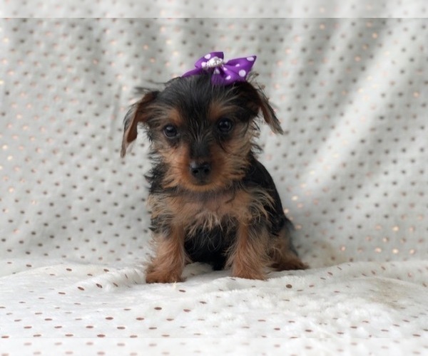 Medium Photo #11 Yorkshire Terrier Puppy For Sale in LAKELAND, FL, USA