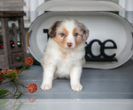 Small #1 Australian Shepherd