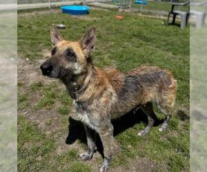Mutt Dogs for adoption in Conroe, TX, USA