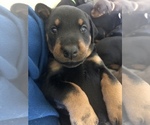 Small Photo #33 Doberman Pinscher Puppy For Sale in MACUNGIE, PA, USA
