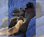 Image preview for Ad Listing. Nickname: Whole litter