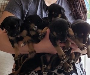 Alaskan Husky-Doberman Pinscher Mix Puppy for sale in CRAWFORDSVLLE, IN, USA