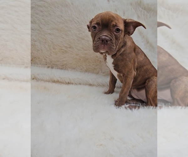Medium Photo #1 Faux Frenchbo Bulldog Puppy For Sale in INDIANAPOLIS, IN, USA