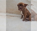 Image preview for Ad Listing. Nickname: Tootsie