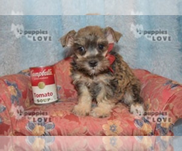 Medium Photo #14 Schnauzer (Miniature) Puppy For Sale in SANGER, TX, USA
