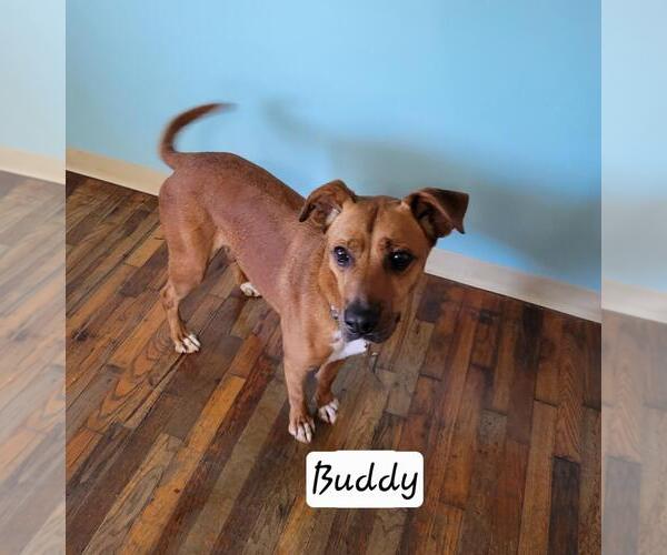 Medium Photo #2 Boxer-Unknown Mix Puppy For Sale in Granbury, TX, USA