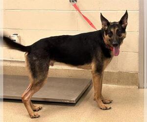 German Shepherd Dog-Unknown Mix Dogs for adoption in Grand Prairie, TX, USA