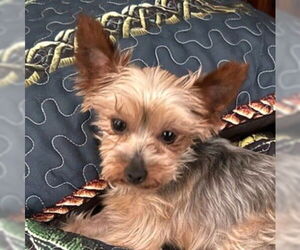 Mutt Dogs for adoption in Wheaton, IL, USA