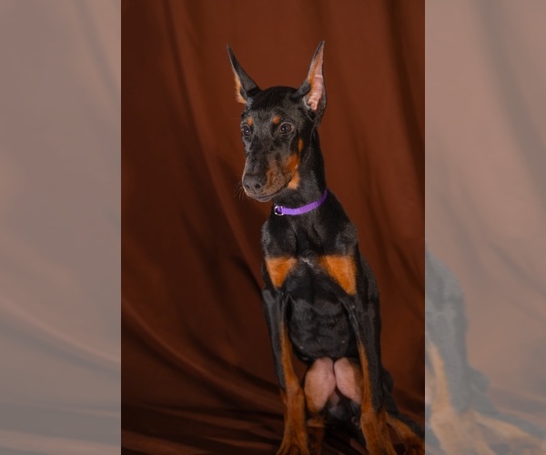 Medium Photo #24 Doberman Pinscher Puppy For Sale in RIVERDALE, MD, USA