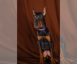 Medium Doberman Pinscher