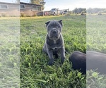 Small #2 Cane Corso