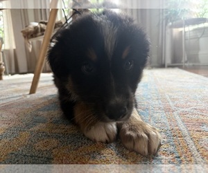 Australian Shepherd Puppy for sale in MEXICO, MO, USA