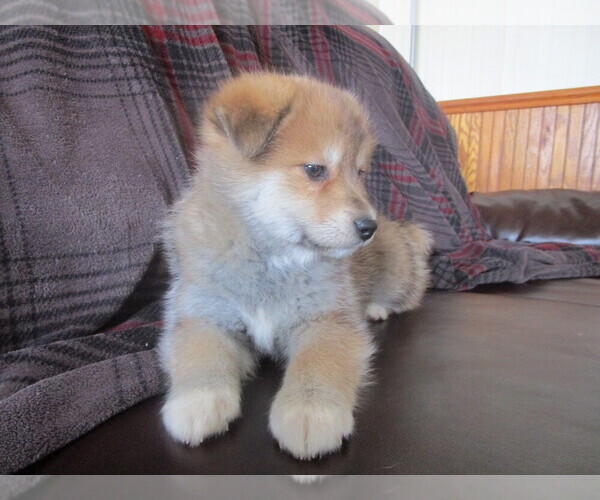 Medium Photo #4 Imo-Inu Puppy For Sale in COLBY, WI, USA