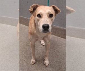 Labrador Retriever-Unknown Mix Dogs for adoption in Las Vegas, NV, USA