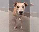 *PIXIE - Female Labrador Retriever-Unknown Mix Dog for Adoption - Small photo