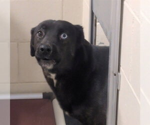 Labsky Dogs for adoption in Anchorage, AK, USA