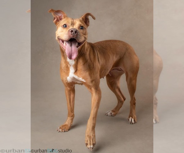 Medium Photo #2 Bullypit Puppy For Sale in Tampa, FL, USA