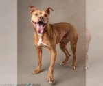 Small #1 Bullypit