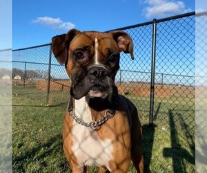 Tyson - ADOPTION PENDING!! - Male Boxer Dog for Adoption - Photo #13