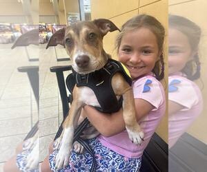 Beagle-Unknown Mix Dogs for adoption in NYC, NY, USA