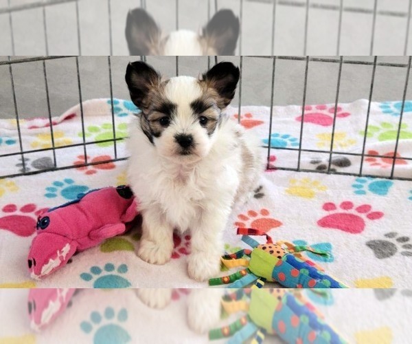 Medium Photo #6 Papitese Puppy For Sale in ORO VALLEY, AZ, USA