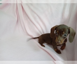 Dachshund Puppy for sale in LAUREL, MS, USA