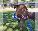 Small #1 American Pit Bull Terrier Mix