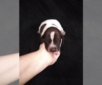 Small Photo #15 German Shorthaired Pointer Puppy For Sale in SAINT GEORGE, SC, USA