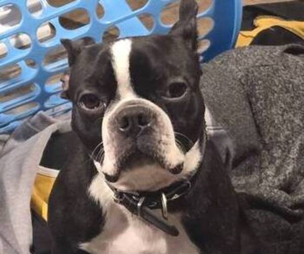 Medium Photo #1 Boston Terrier Puppy For Sale in Riviere-Eternite, Quebec, Canada