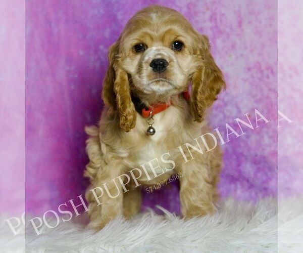 Medium Photo #5 Cocker Spaniel Puppy For Sale in WARSAW, IN, USA