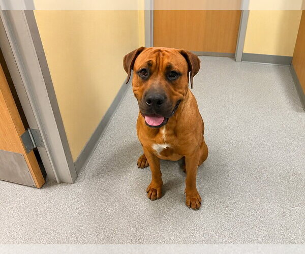 Medium Photo #10 Rhodesian Ridgeback Puppy For Sale in Lake Forest, CA, USA