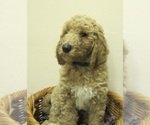 Small Photo #3 Double Doodle Puppy For Sale in SEBASTIAN, FL, USA