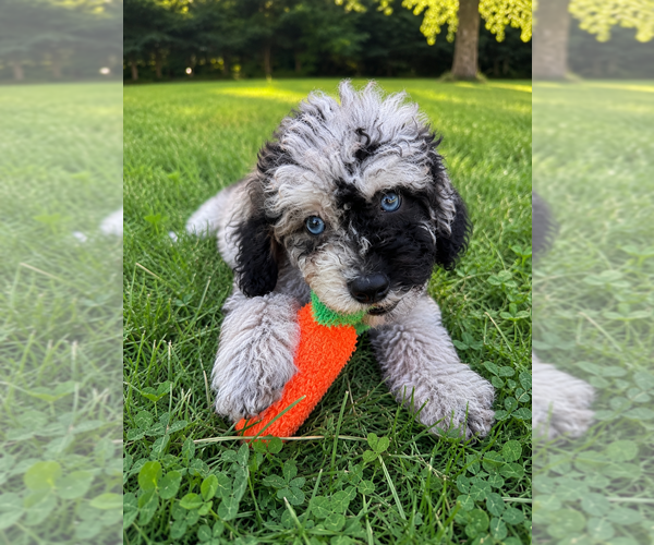 Medium Photo #21 Cavapoo (Miniature) Puppy For Sale in DURHAM, CT, USA