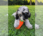 Small #20 Cavapoo (Miniature)