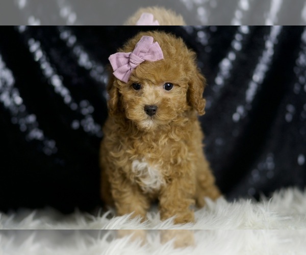 Medium Photo #5 Poodle (Miniature) Puppy For Sale in WARSAW, IN, USA