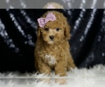 Small #4 Poodle (Miniature)