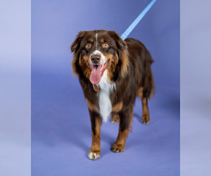 Father of the Australian Shepherd puppies born on 11/25/2025