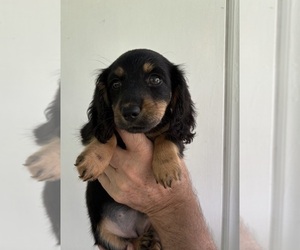 Dachshund Puppy for sale in CHARLOTTESVILLE, VA, USA