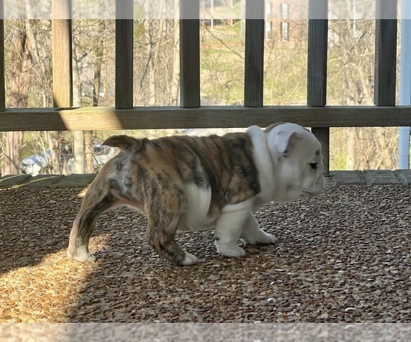Medium Photo #10 English Bulldog Puppy For Sale in COLUMBIA, TN, USA