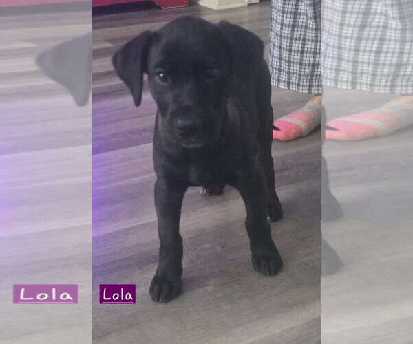 Medium Photo #4 Labrador Retriever-Unknown Mix Puppy For Sale in Alexander, AR, USA