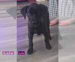 Small Photo #4 Labrador Retriever-Unknown Mix Puppy For Sale in Alexander, AR, USA