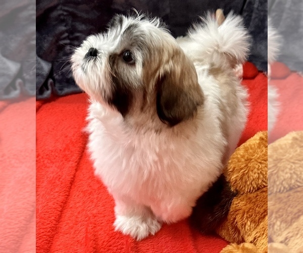 Medium Photo #6 Mal-Shi Puppy For Sale in SILEX, MO, USA