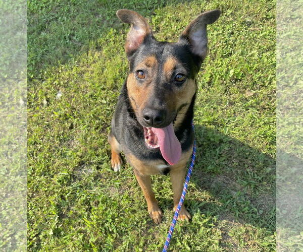 Medium Photo #2 Mutt Puppy For Sale in Crandall, GA, USA