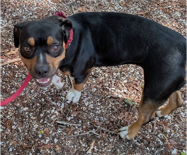 Medium Photo #15 Beabull Puppy For Sale in Dunnellon, FL, USA