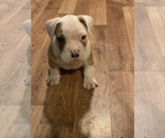 Small Photo #6 American Bully Puppy For Sale in MONROE, LA, USA