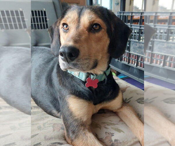 Medium Photo #1 Mutt Puppy For Sale in Boston, MA, USA