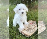Enzo - Male Maltese Puppy for Sale - Photo #3
