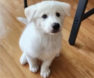 Pyrenees Husky Puppy for sale in SAN FRANCISCO, CA, USA